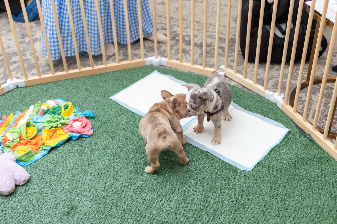 Live puppy experience — real puppies brought in for kids to hold and pet